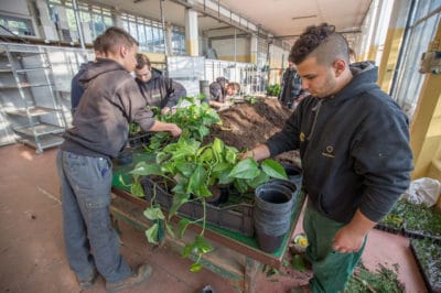 IeFP-triennio-personalizzato-floricoltura