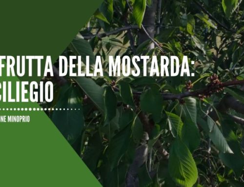 La frutta della Mostarda – Partiamo dagli alberi: Il Ciliegio