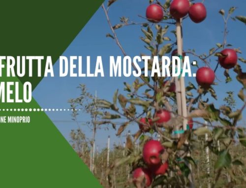 La frutta della Mostarda: il Melo