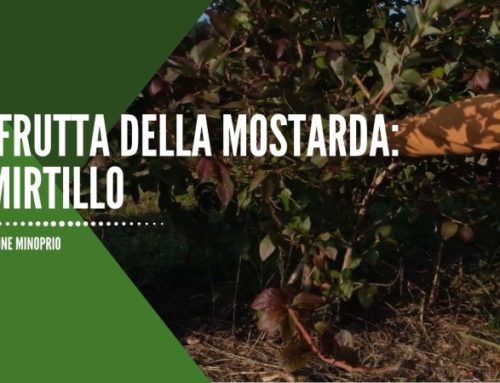 La frutta della mostarda: il Mirtillo