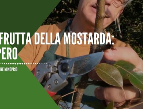 La frutta della Mostarda: il Pero