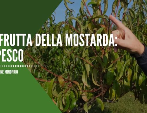 La frutta della Mostarda: Il Pesco