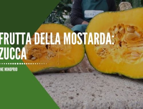 La frutta della Mostarda: la Zucca