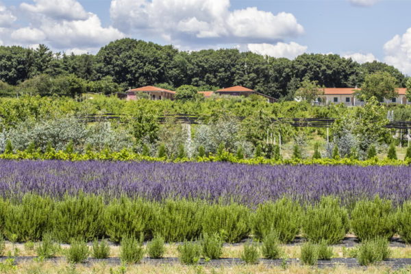 lavanda