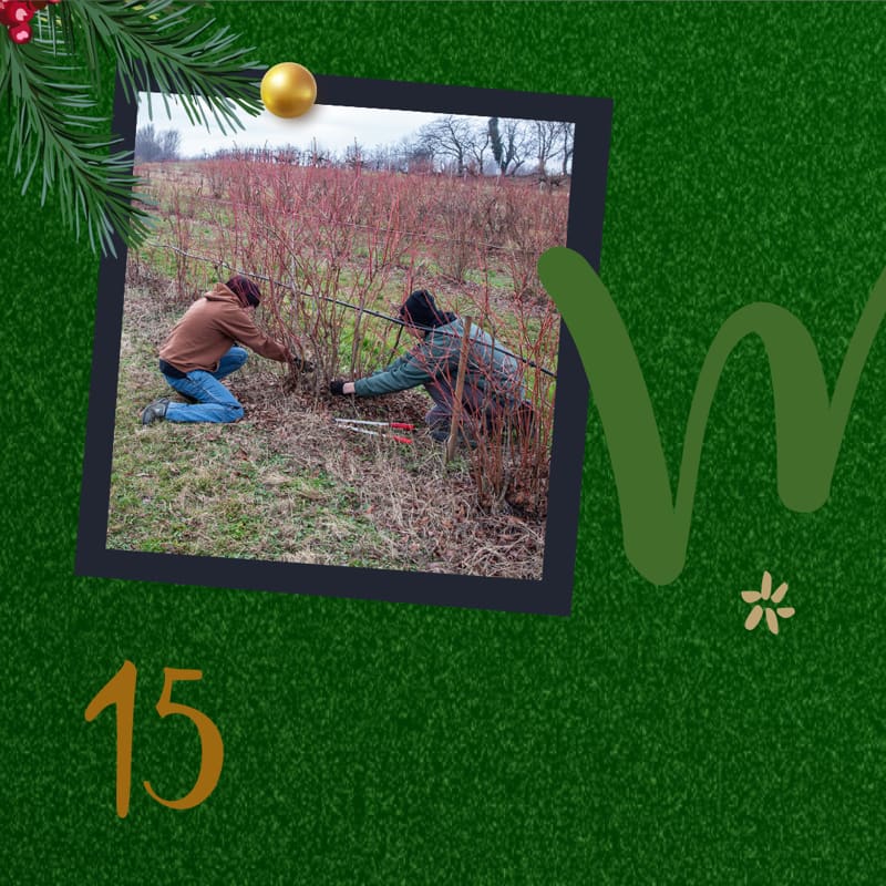 15-dicembre