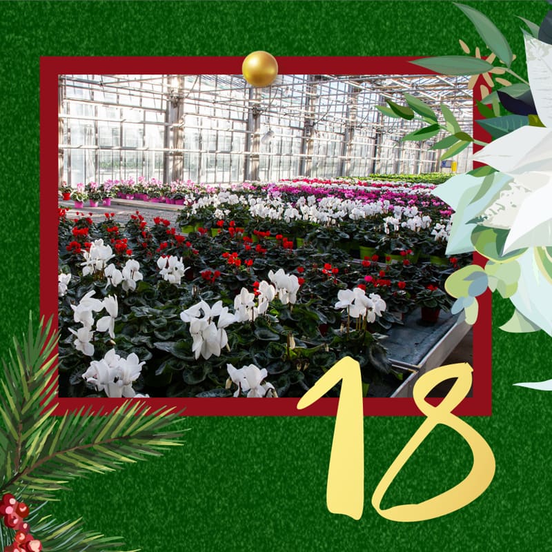 18-dicembre
