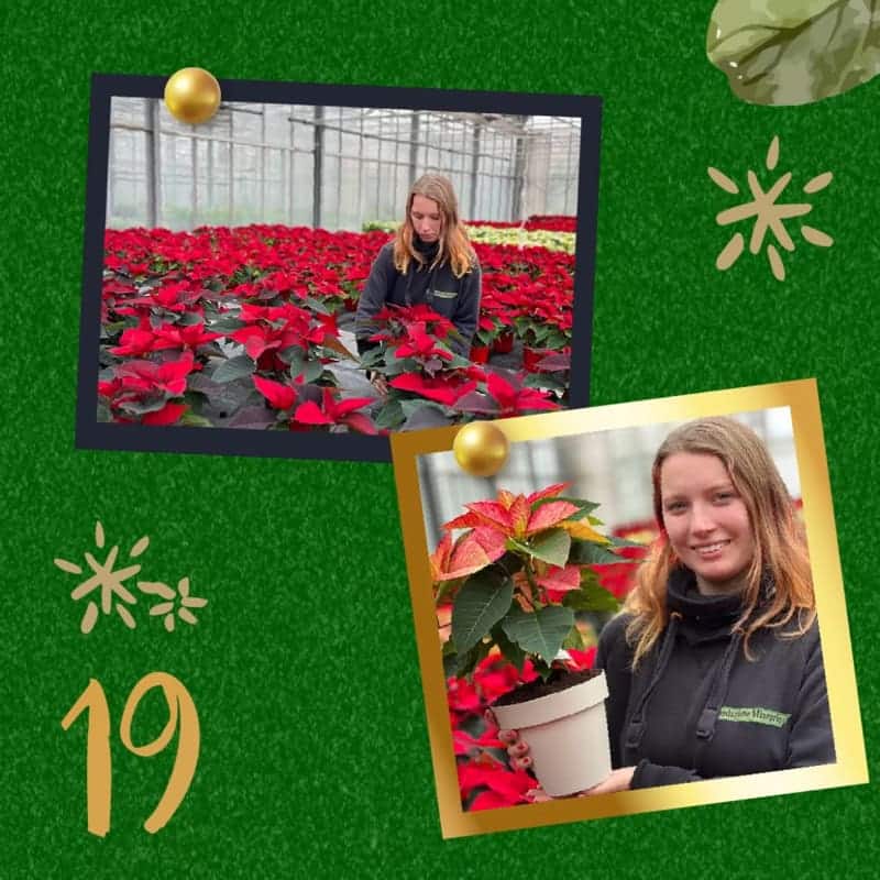19-dicembre