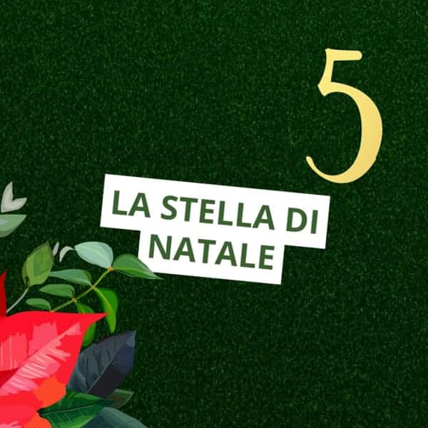 5-dicembre