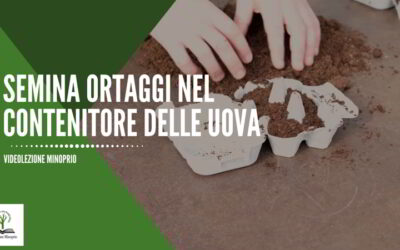 Semina ortaggi nel contenitore delle uova