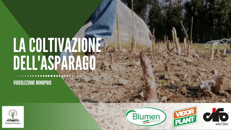 La coltivazione dell’asparago