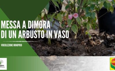 Messa a dimora di un arbusto in vaso – la Camelia