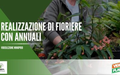 Realizzazione fioriere con annuali