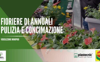 Fioriere di Annuali – pulizia e concimazione