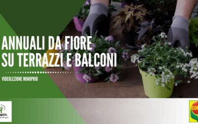 Annuali da fiore su terrazzi e balconi