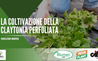 La coltivazione delle Claytonia Perfoliata
