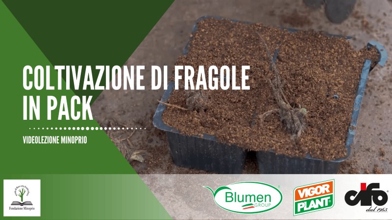 Coltivazione fragole in pack