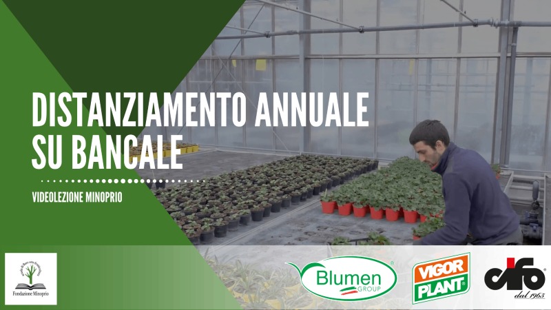 Distanziamento annuali su bancale