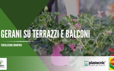 Gerani su terrazzi e balconi