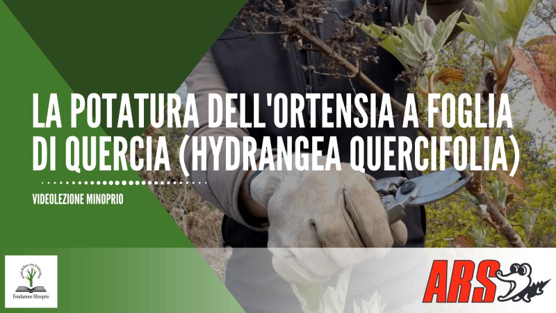 La potatura dell’ortensia a foglia di quercia (Hydrangea Quercifolia)