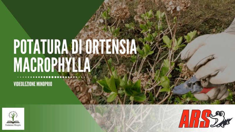 Potatura di Ortensia Macrophylla