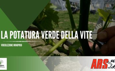 La potatura verde della vite
