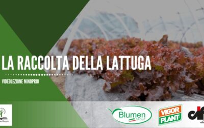 La raccolta della lattuga