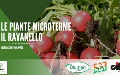Le piante microterme il ravanello