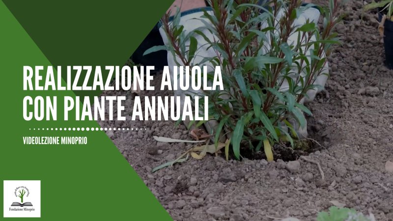 Realizzazione aiuola con piante annuali