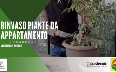 Rinvaso piante da appartamento