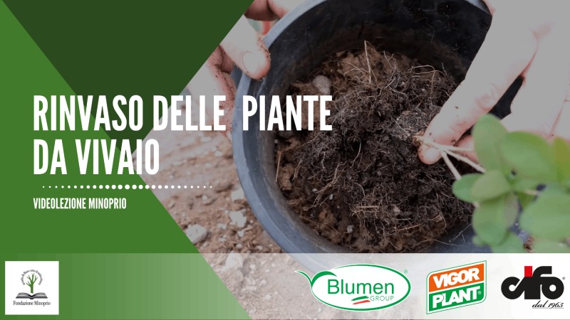 Rinvaso delle piante da vivaio