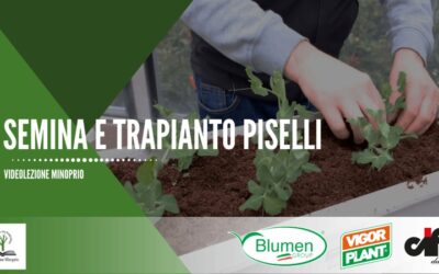 Semina e trapianto piselli