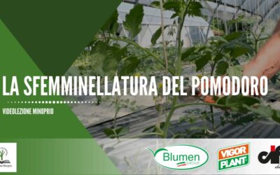 La sfemminellatura del pomodoro