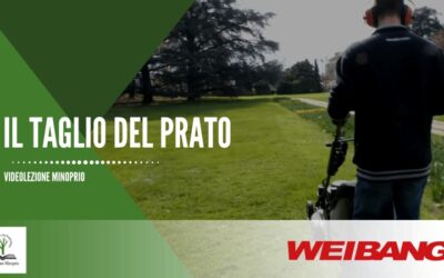 Il taglio del prato