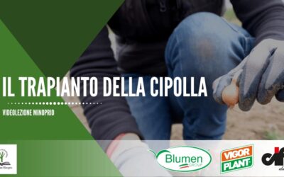 Il trapianto della cipolla