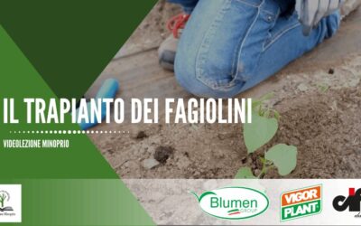 Il trapianto dei fagiolini