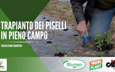 Trapianto dei piselli in pieno campo