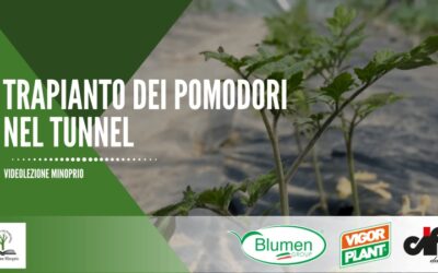 Trapianto dei pomodori nel tunnel