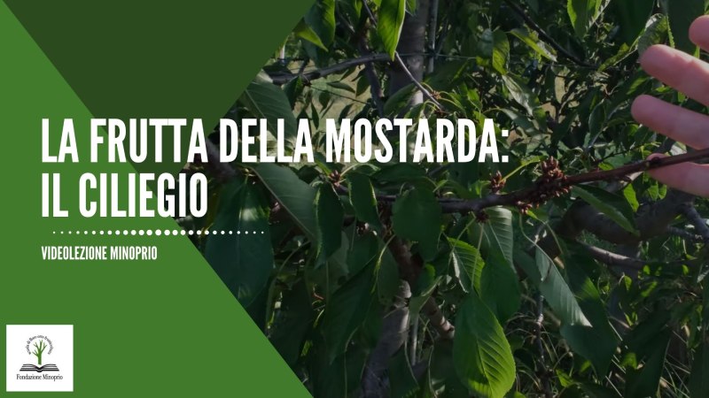 La frutta della Mostarda – Partiamo dagli alberi: Il Ciliegio