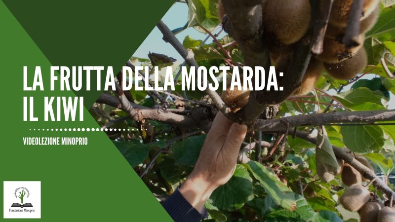 La frutta della Mostarda: Il Kiwi