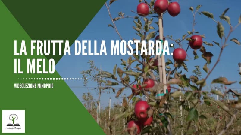 La frutta della Mostarda: il Melo