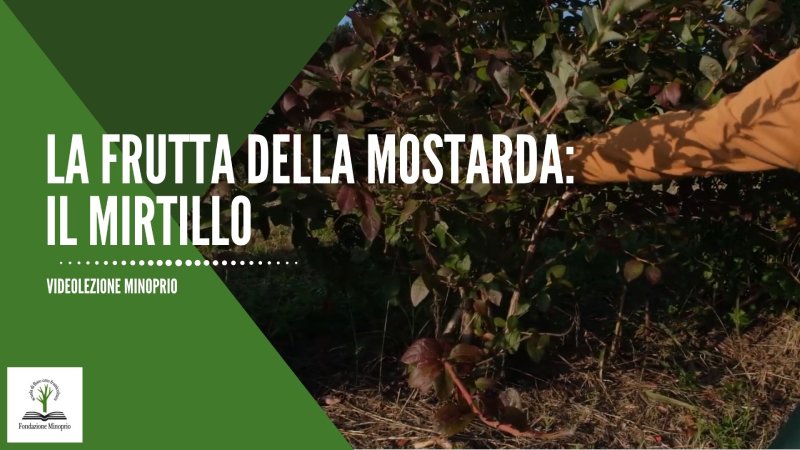 La frutta della mostarda: il Mirtillo