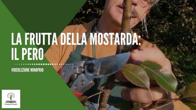 La frutta della Mostarda: il Pero