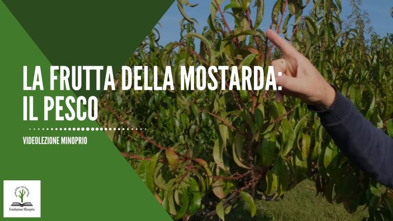La frutta della Mostarda: Il Pesco