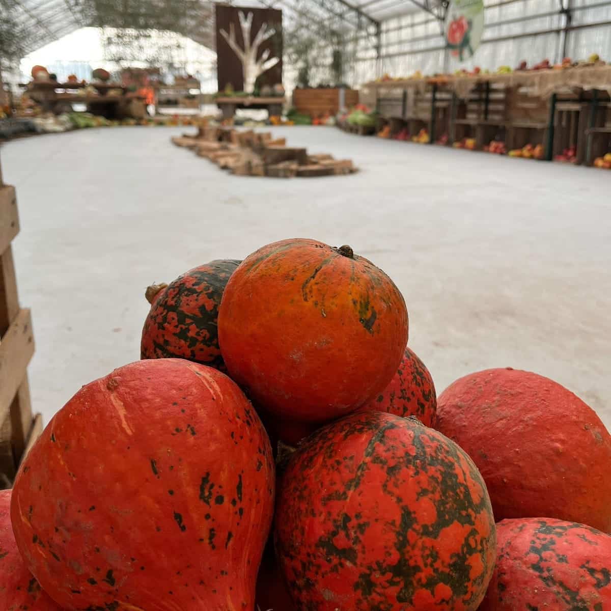 zucche 4